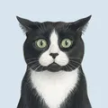 Ziggy, a tuxedo cat